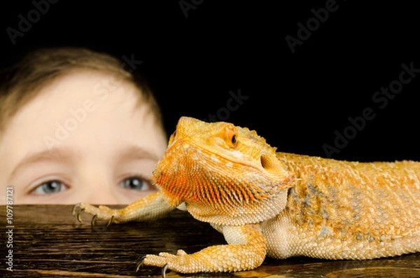 Obraz kid and australian dragon  