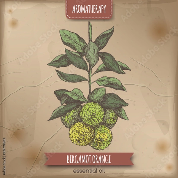 Fototapeta Color bergamot orange sketch on vintage paper background. 