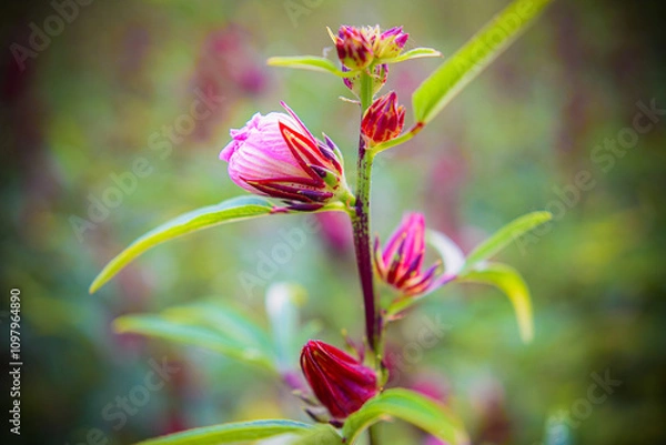 Obraz This is a close-up photograph of a plant with vibrant red and pink flower buds and slender green leaves. The central bud is partially open, revealing delicate pink petals, while smaller buds surround 