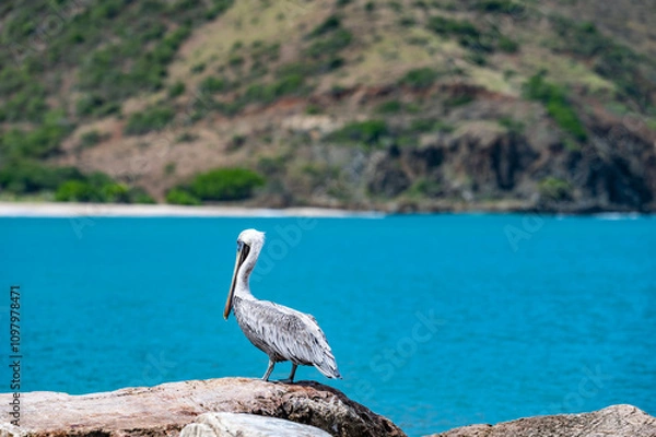 Obraz A pelican is standing on a rock near the water