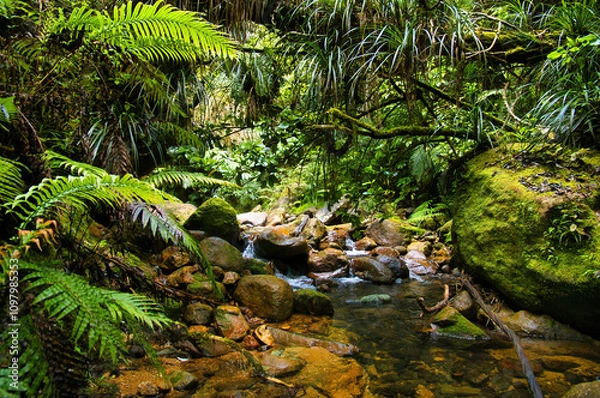 Fototapeta Clear mountain stream with ferns, epiphytes and mossy boulders in the subtropical forest of Coromandel, North Island, New Zealand
