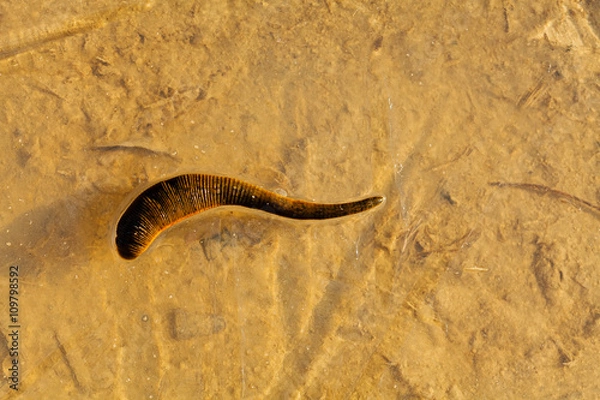 Fototapeta Leech in shallow water