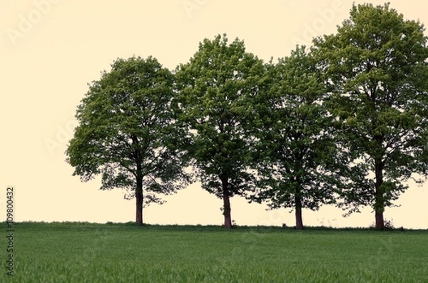 Obraz Vier Bäume mit grüner Wiese