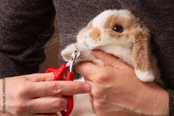 Obraz the owner cuts the claws of rabbit