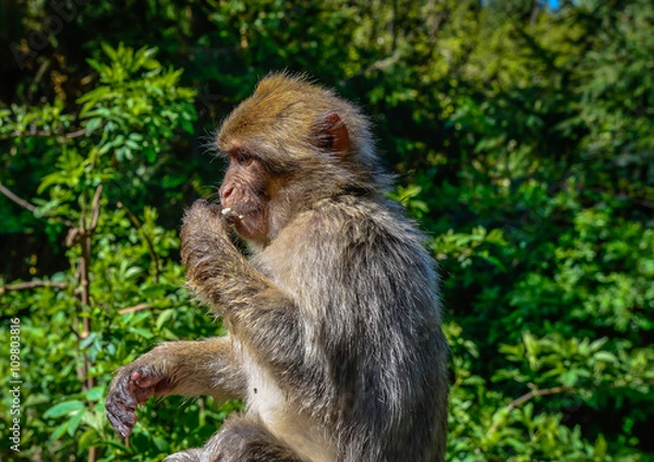 Fototapeta Affen im Wald