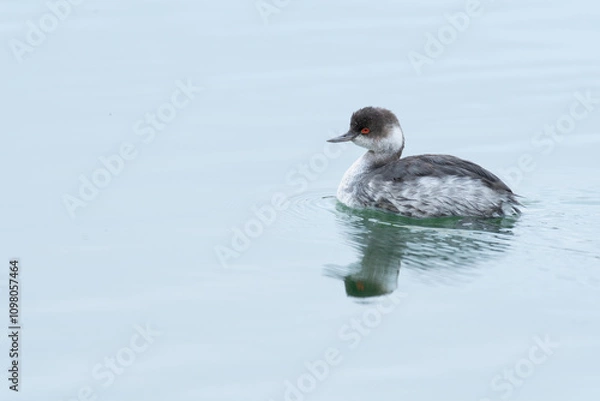 Fototapeta Zampullín 