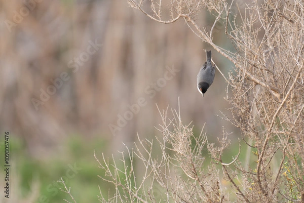 Fototapeta Curruca cabecinegra