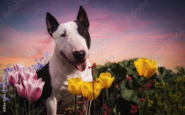 Obraz Frühlingsblumen