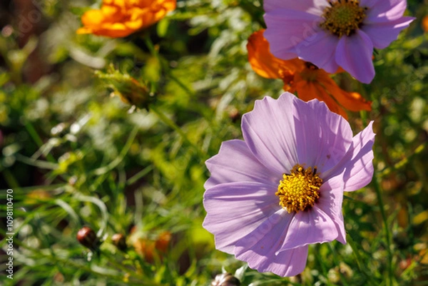 Obraz 晩秋の陽だまりにピンクのコスモス