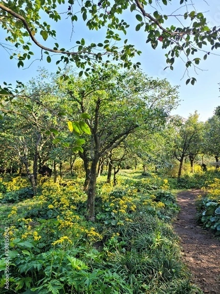 Obraz a silver leaf, Ligularia tussilaginea, flower, plants