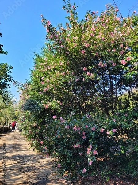 Obraz red camellia flowers blooming on camellia trees, camellia