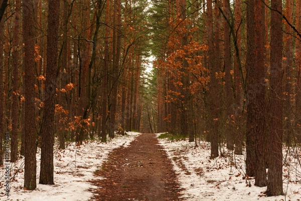 Fototapeta path in the forest