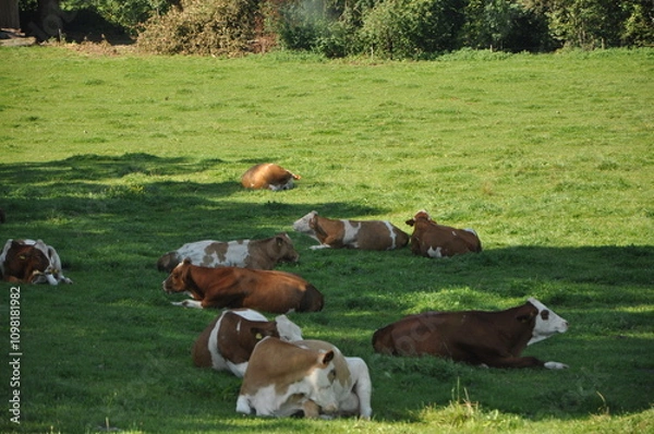 Fototapeta Cows rest lying down in field.A heard of spotted cows lying and resting on the pasture in Austrian Alps. There are high Alpine peaks in the back. Natural habitat of domestic animals. Serenity