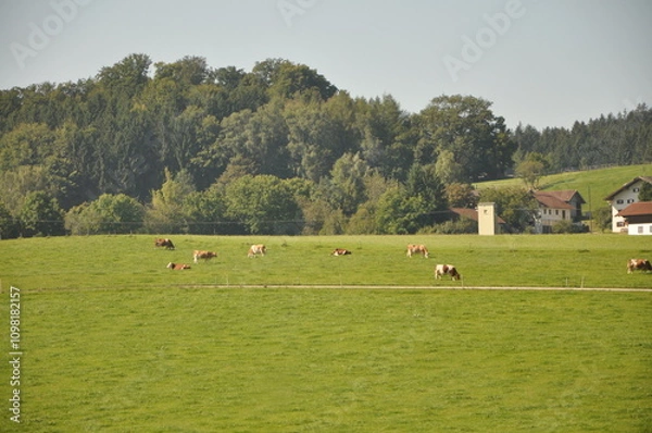 Fototapeta Cows rest lying down in field.A heard of spotted cows lying and resting on the pasture in Austrian Alps. There are high Alpine peaks in the back. Natural habitat of domestic animals. Serenity