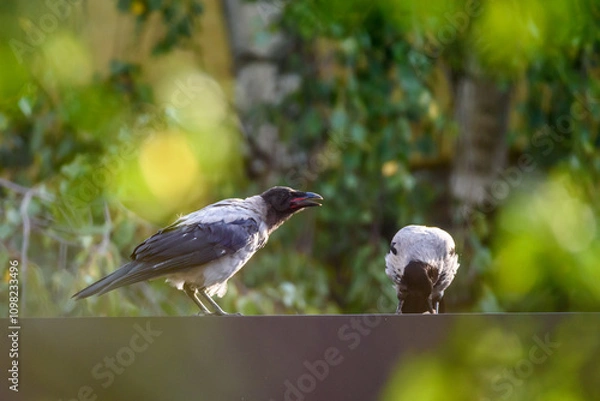 Fototapeta Selective focus photo. Hooded crow birds, corvus cornix on rooftop.