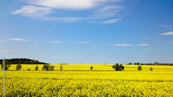 Obraz gelbes Rapsfeld