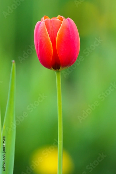 Fototapeta チューリップ