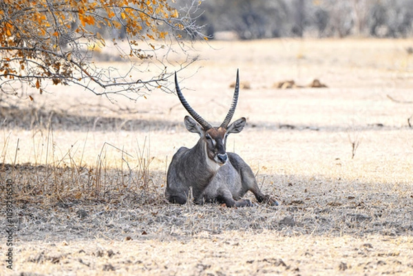 Obraz Waterbock im Gras liegend