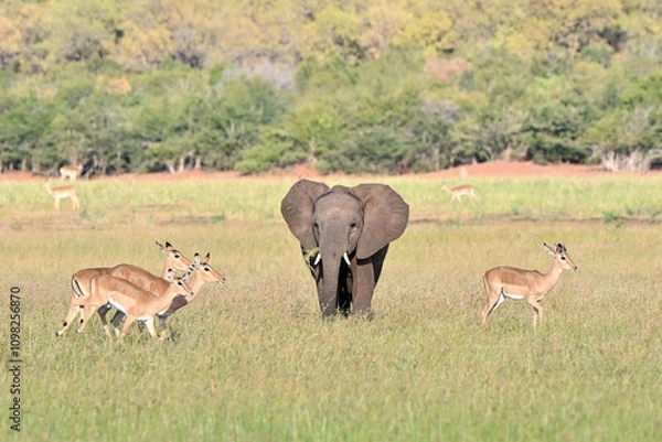 Obraz Elefant mit Impalas