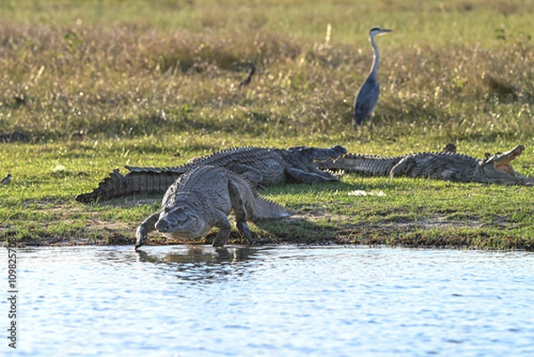 Obraz Krokodile am Wasser
