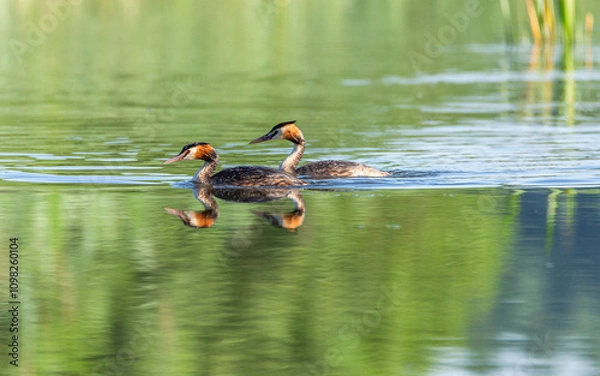 Fototapeta Perkoz dwuczuby Podiceps cristatus