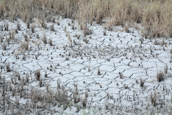 Fototapeta crack soil in rice plantation.