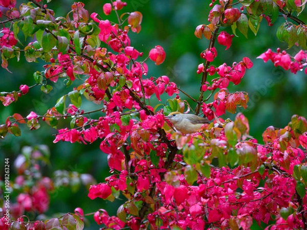 Obraz Eurasian blackcap, Sylvia atricapilla, on a colorful vibrant red branch