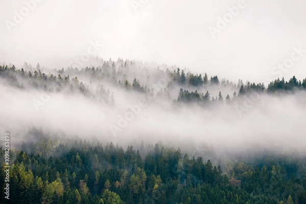 Obraz High altitude coniferous forest on mist, fog and cloud