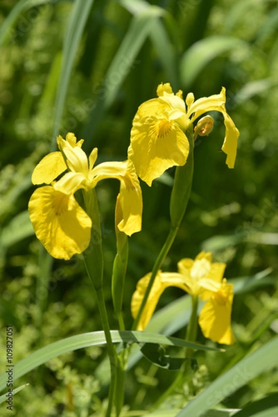 Fototapeta 花菖蒲