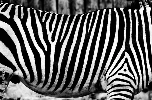 Obraz 
zebra