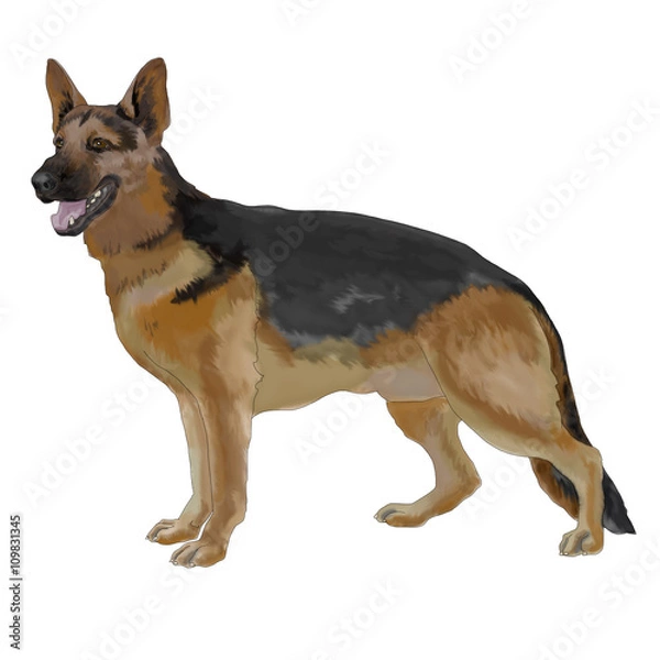 Obraz Shepherd, dog, one, white background, isolated