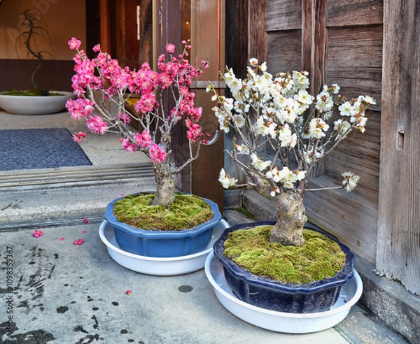 Obraz Prunus mume. Japanese apricot bonsai. Kyoto, Japan