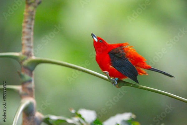 Obraz Brazilian tanager, Ramphocelus bresilia, a beautiful bright red bird doing a display
