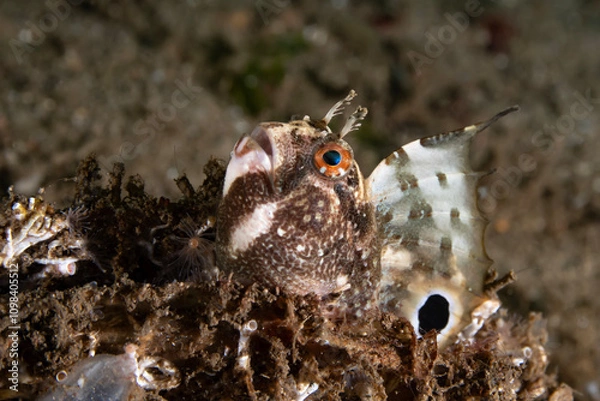 Fototapeta The butterfly blenny (Blennius ocellaris) is a small marine blenniid fish of Northern and Western Europe, as well as the Mediterranean Sea and Black Sea and Morocco