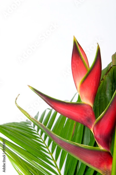 Fototapeta bromeliad