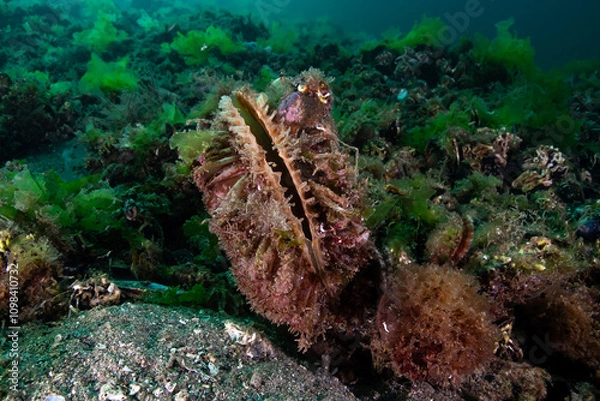 Fototapeta Pinna nobilis, known by the common names noble pen shell and fan mussel, is a large species of Mediterranean clam, a marine bivalve mollusc in the family Pinnidae, the pen shells.
