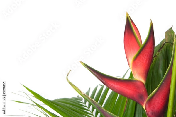 Obraz bromeliad