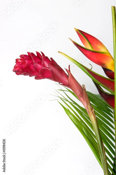 Obraz bromeliad