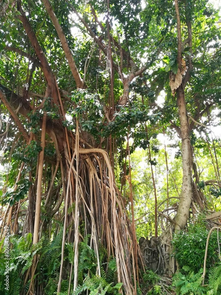 Obraz Southeast Asian trees