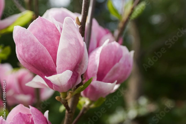 Fototapeta Magnolia, krzew, drzewa, beauty, życie, wrażliwość, erotyzm, zapach, stalowe magnolie, spektakularne, gatunek, sekret, stanowisko słoneczne, gałąź,  