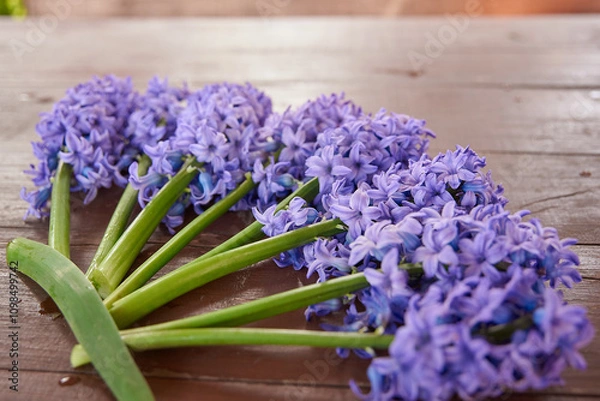 Fototapeta hiacynty, kwiat, fiolet, jary, charakter, kwiat, jardin, lavende, roślin, błękit, szafirek, kwiat, lato, bez, hiacynt, kwiat, kompozycja, szafirek groniasty, , beuty, feuille, busz, flora, pora roku,