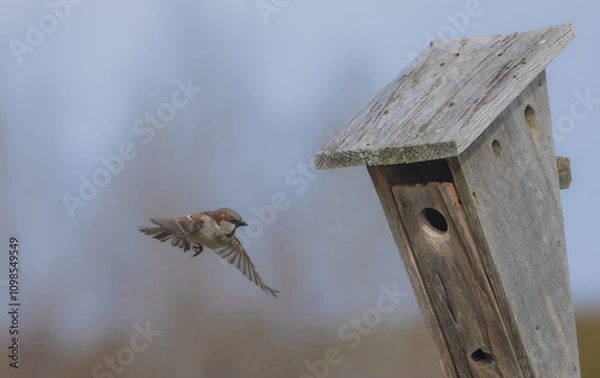 Obraz House Sparrow Heads For Home
