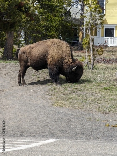 Obraz american bison in park