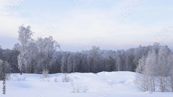 Fototapeta Snowy frosty forest. Beautiful view of snowy trees. Cold winter day