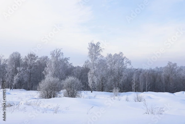 Fototapeta Snowy frosty forest. Beautiful view of snowy trees. Cold winter day