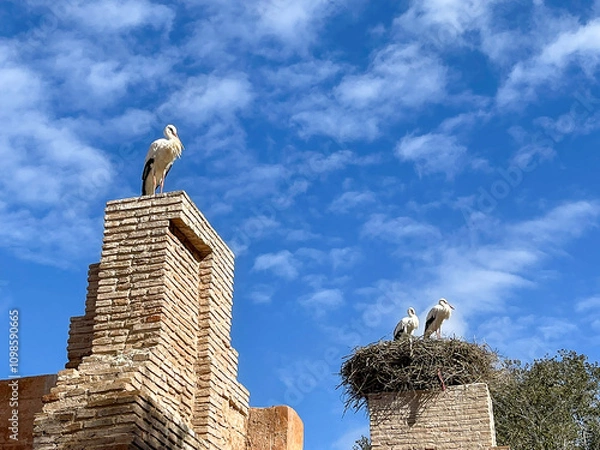 Obraz Moroccan views: Storks on ancient roman ruins