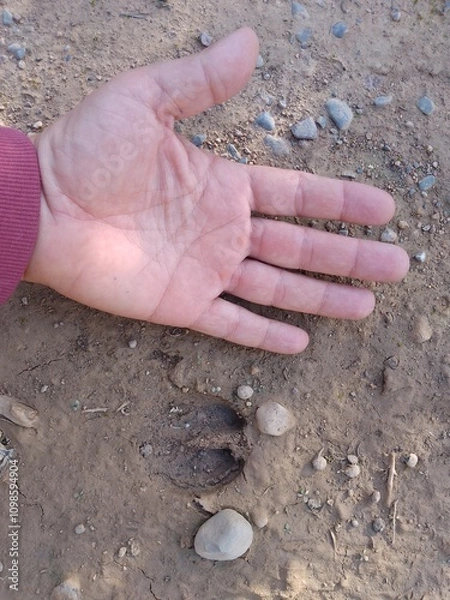 Obraz Human hand and Baby Wild Boar Footprint Comparison
