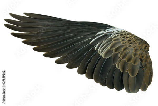 Fototapeta Wings isolated on white