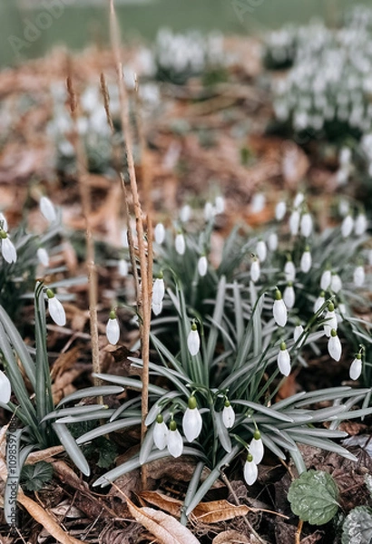 Fototapeta Delicate snowdrops blooming amidst dry leaves in early spring forest