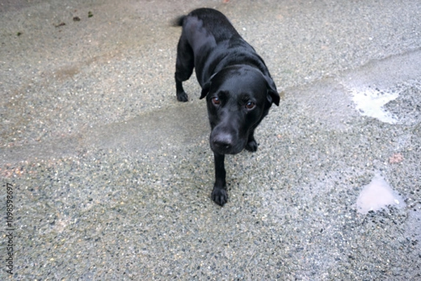 Fototapeta St Columb Cornwall UK 11 23 2024 "Casper" from Sandringham Labrador EIIR kennels
